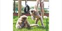 Isle of Wight, Things to Do, Mothers Day, Monkey Haven