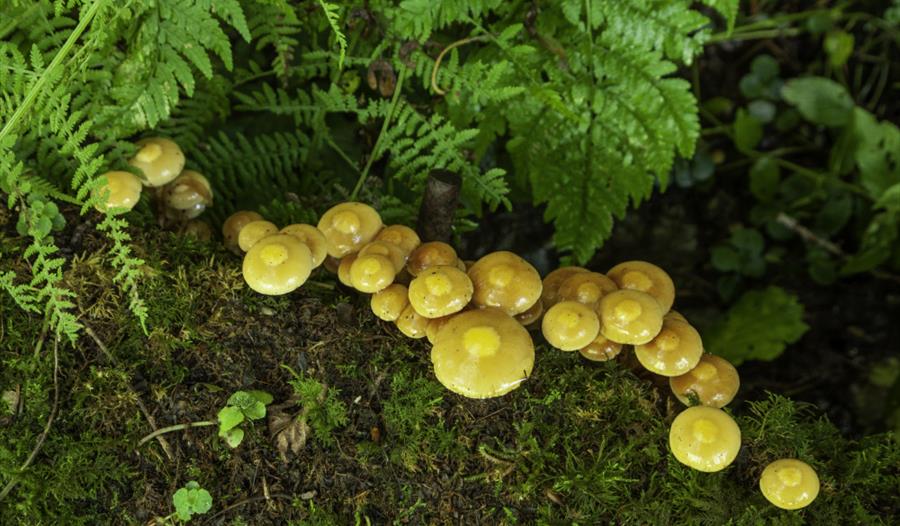 Fungi foray on Brownsea Island