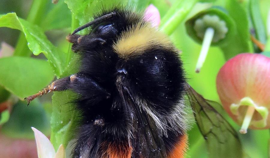 Meet the Bilberry Bumblebee