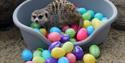 Isle of Wight, Things to do, Easter Holidays, Monkey Haven, Meerkat in bed of eggs