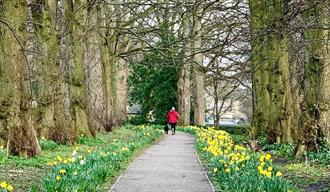 Nature Trail at the Bowes Museum. Grounds brimming with daffodils.