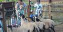 Family feeding the sheep