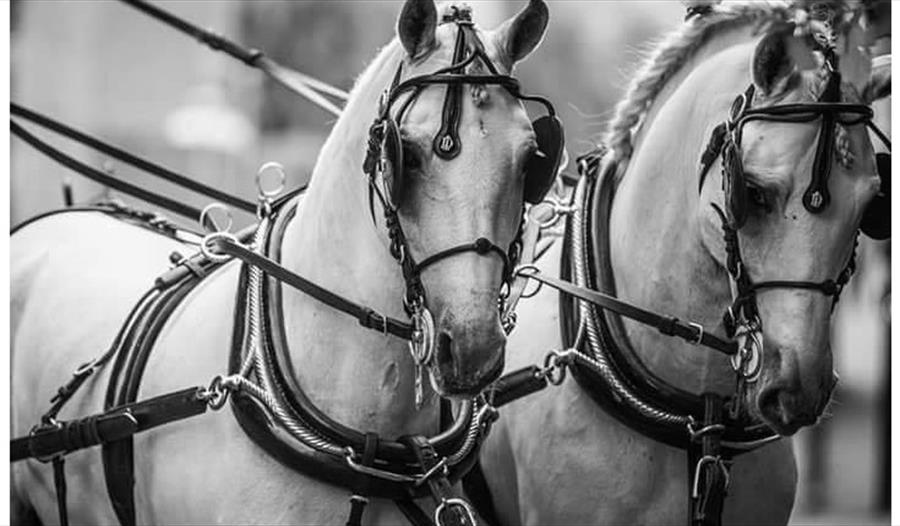 Mother's Day Horse Carriage Rides at South Causey Inn