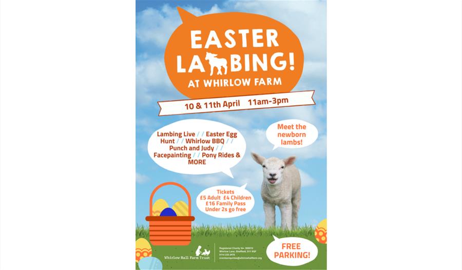 Whirlow Hall Farm Easter Lambing 2019