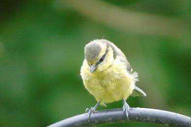 Big Garden Bird Watch 2023