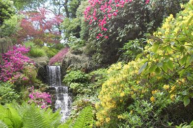 Rhododendrons in flower at Dorothy Clive Garden, Staffordshire