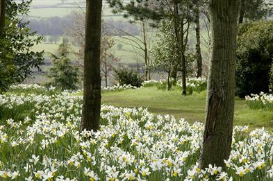 A carpet of daffodils through the trees at the Dorothy Clive Garden, Staffordshire