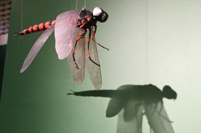 Dancing Dragonflies