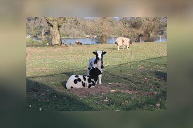 Lambing Live at Trentham Estate