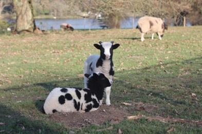 Lambing Live