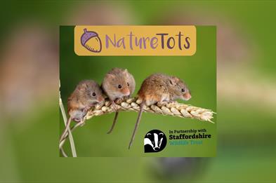 Nature Tots – Staffordshire Wildlife Trust Partnership