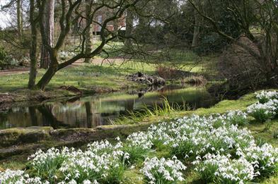 Snowdrop Walk