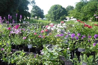 Specialist Plant Fair