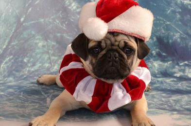 Santa Paws Photobooth