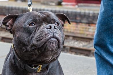 Staffies Walk in Hanley Park for Staffordshire Day