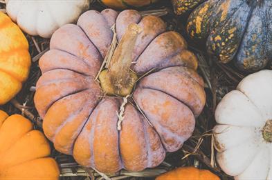 Pumpkin Patch
