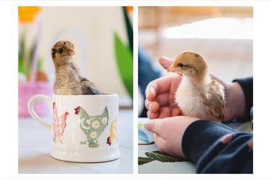 Cuddle a Chick