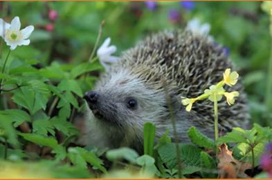 hedghog