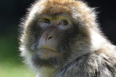 Embrace Nature, Protect Wildlife: Conservation Week Sept 2023
