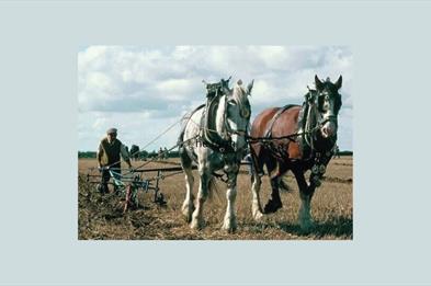 On the Farm
