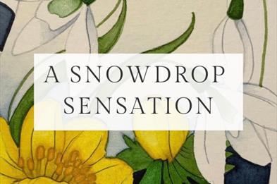 A Snowdrop Sensation