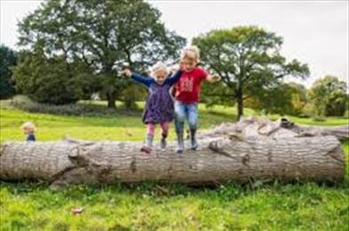 Wildings at Hem Heath Woods