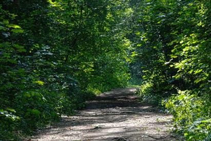 Hem Heath Woods, photo by Peter Thomas