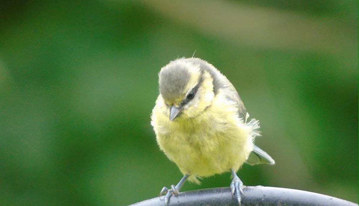 Big Garden Bird Watch 2023