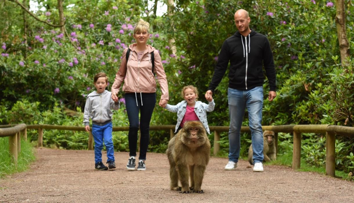 Trentham Monkey Forest