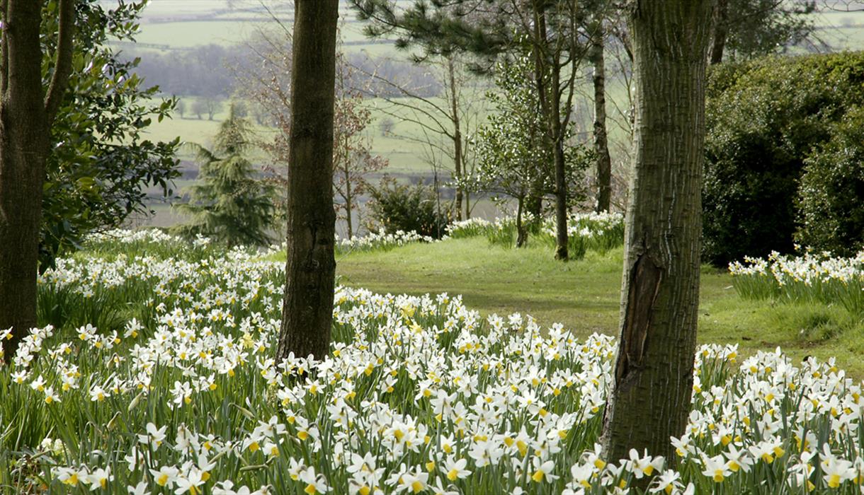 A carpet of daffodils through the trees at the Dorothy Clive Garden, Staffordshire
