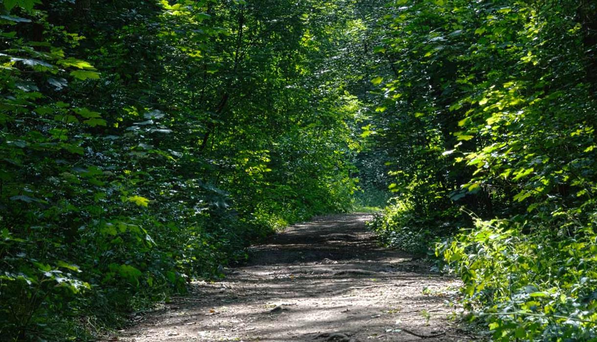 Hem Heath Woods, photo by Peter Thomas