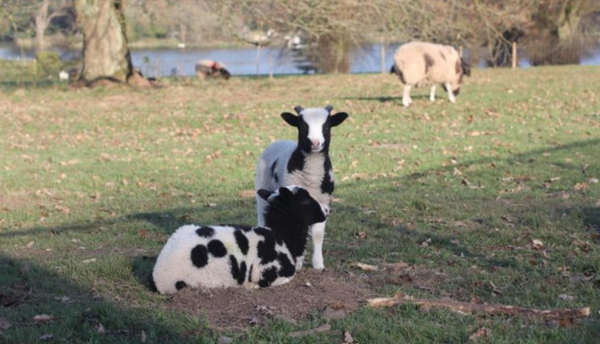 Lambing Live