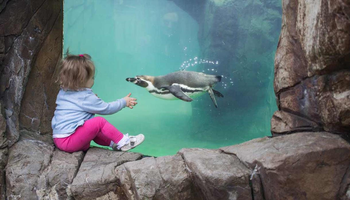 Watching the penguins fly underwater