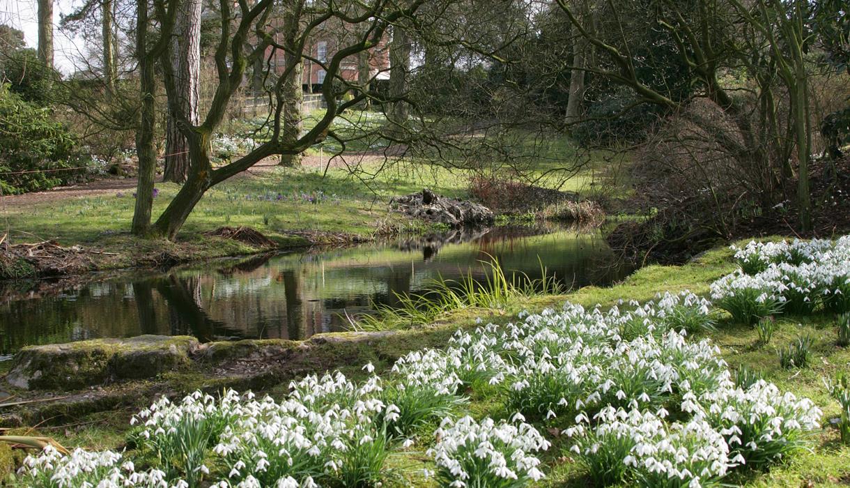 Snowdrop Walk