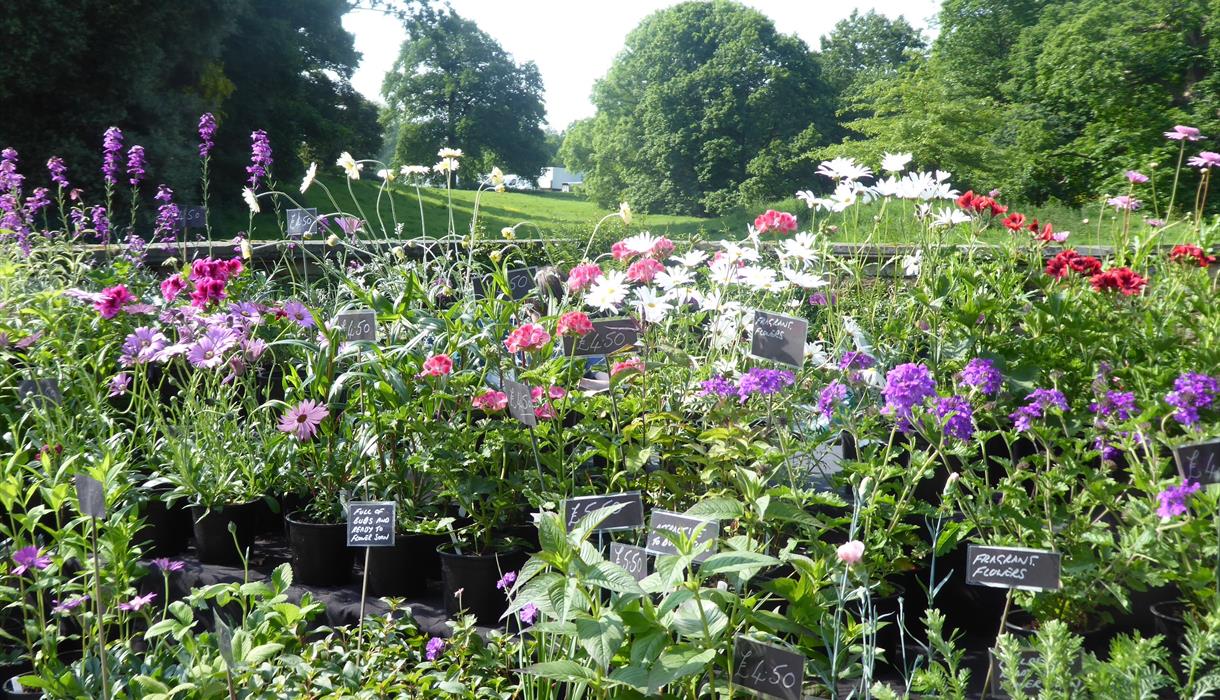 Specialist Plant Fair
