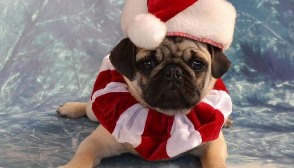 Santa Paws Photobooth