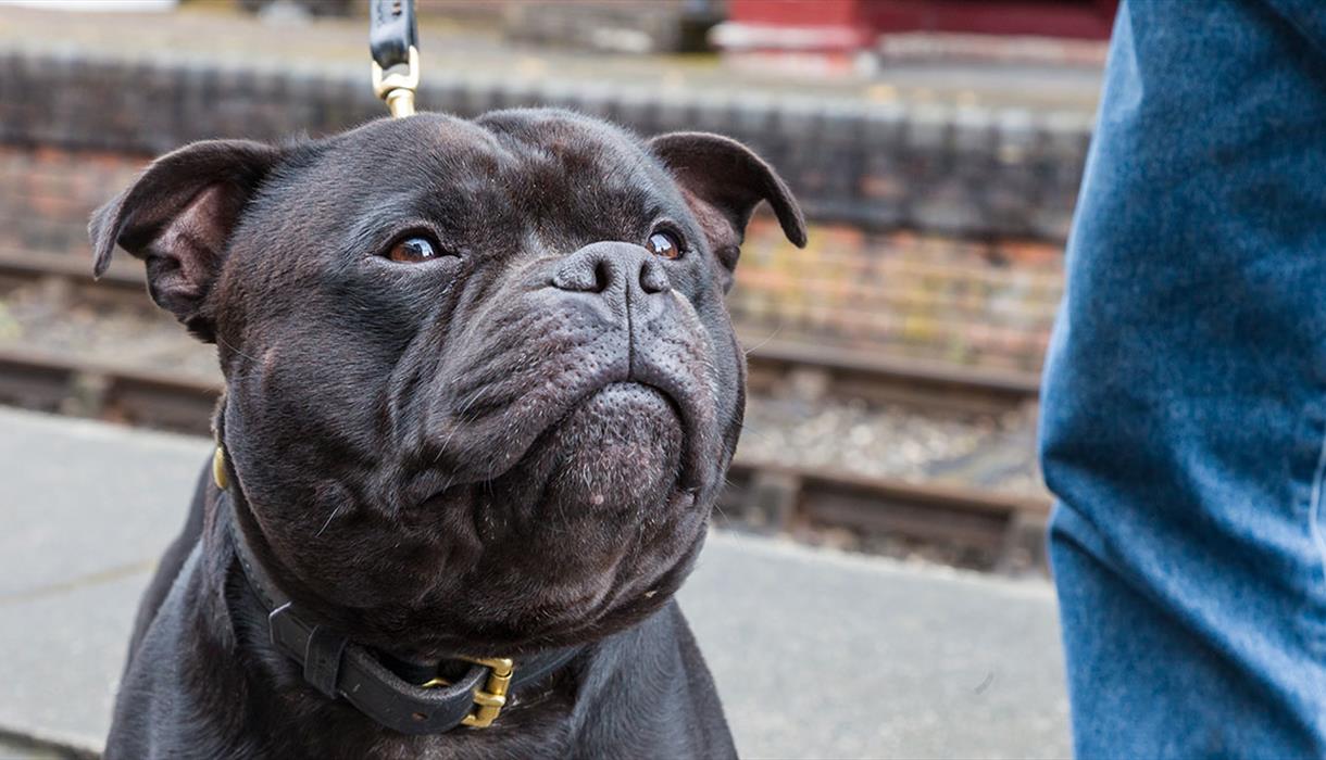Staffies Walk in Hanley Park for Staffordshire Day