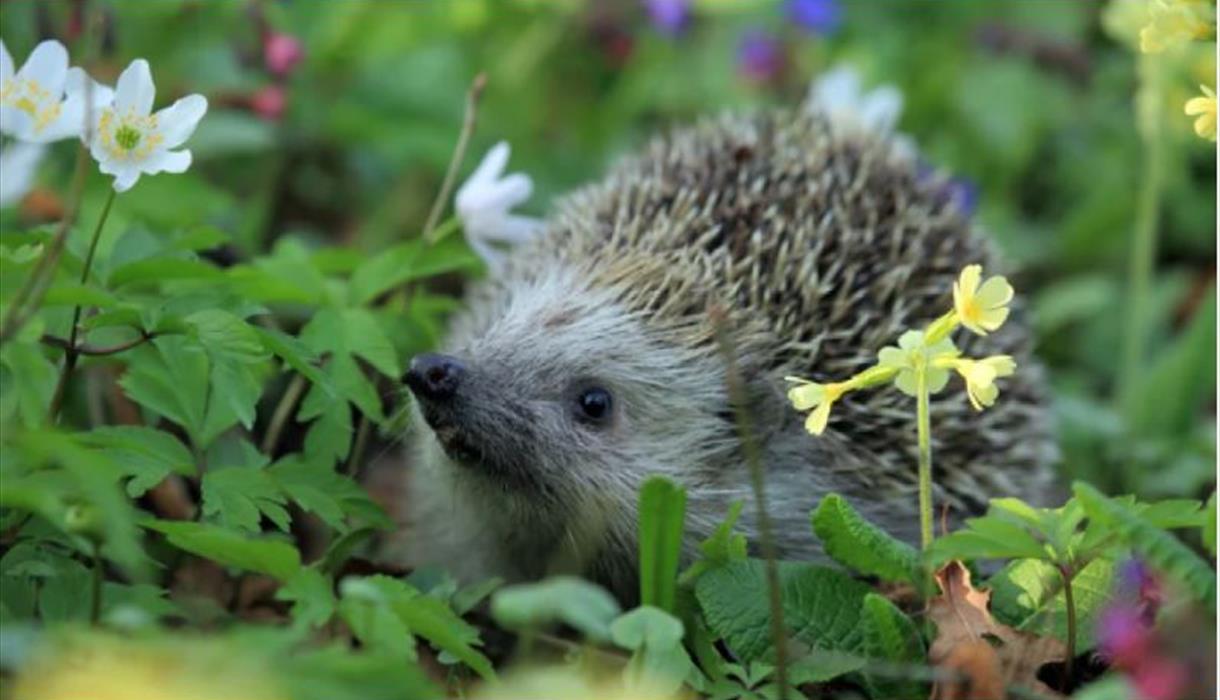 hedghog