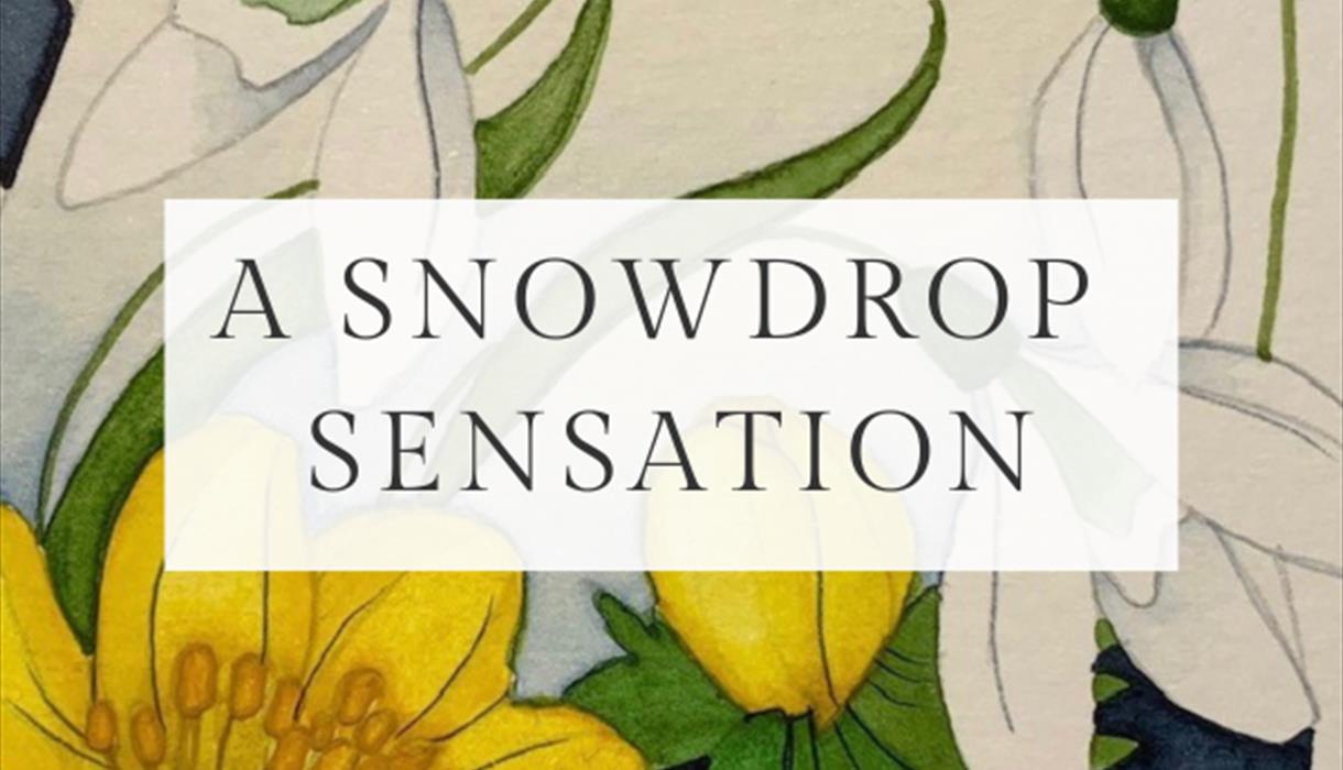 A Snowdrop Sensation