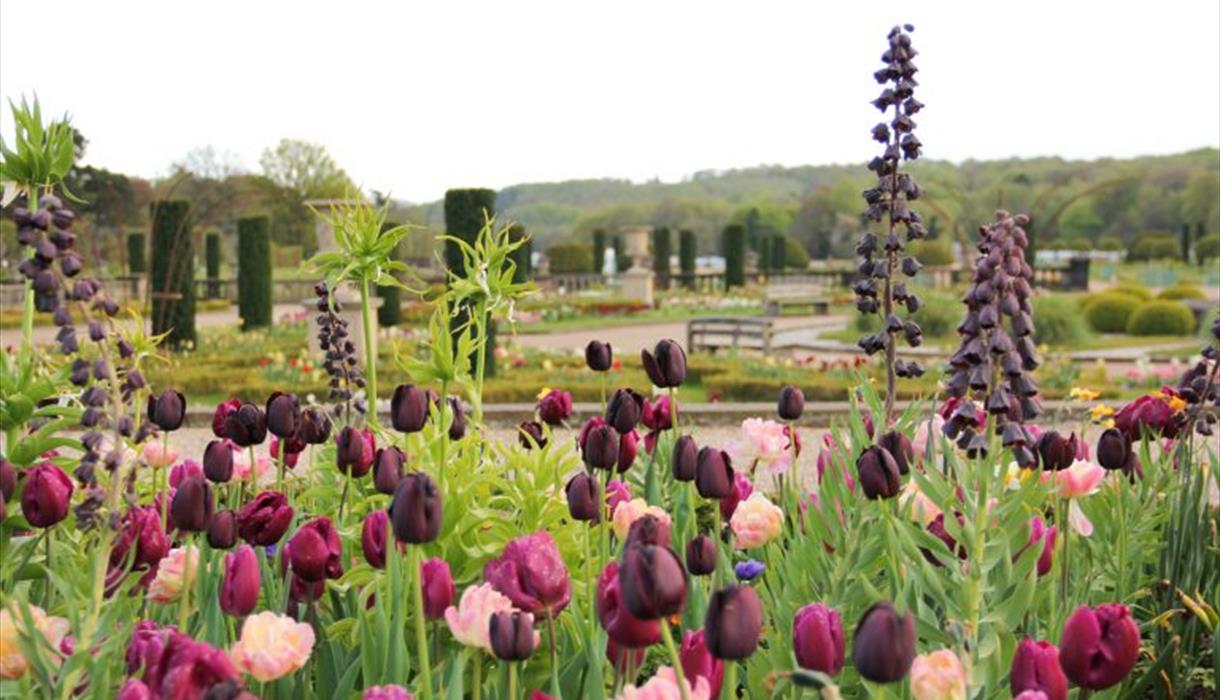 Trentham Spring Bulb Festival