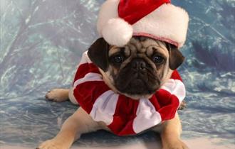 Santa Paws Photobooth