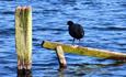 Wildlife at Westport Lake