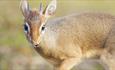 Baby Dik Dik