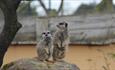 Meerkats on Patrol!!