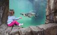Watching the penguins fly underwater