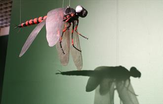 Dancing Dragonflies