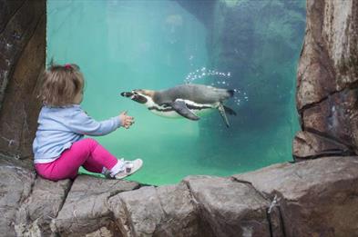 Watching the penguins fly underwater