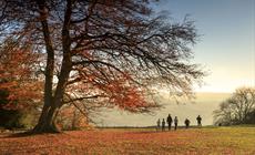 Thumbnail for National Trust Surrey Hills