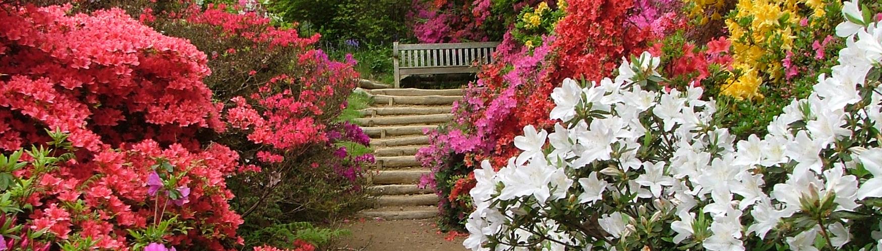 Azalea Steps at Winkworth Arboretum
