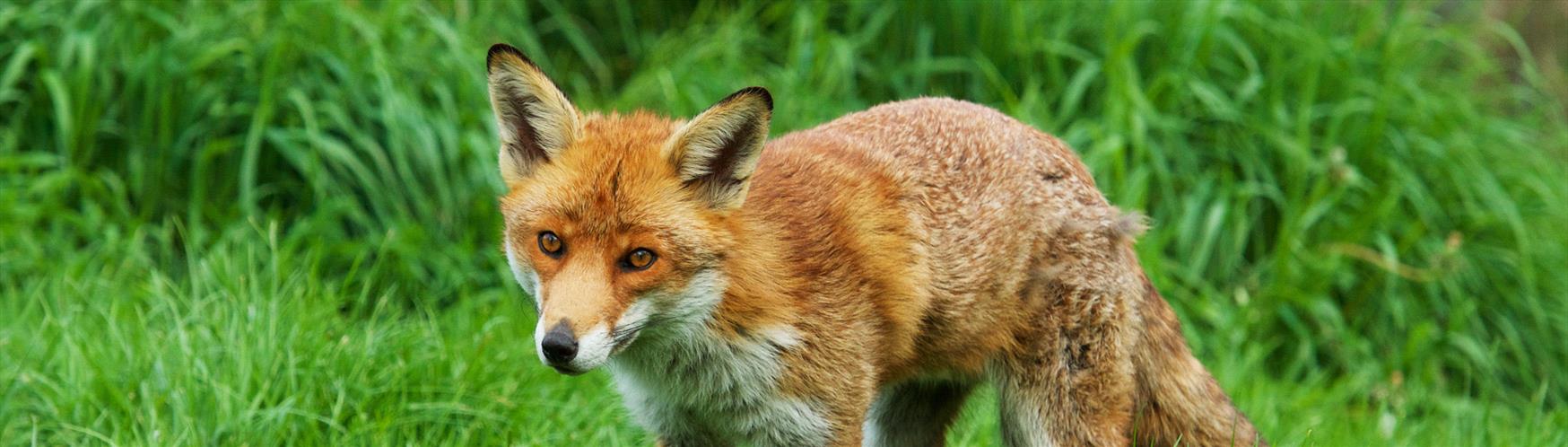 British Wildlife Centre